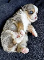 Maverick, a male Miniature Australian Shepherd for sale in Molalla, OR – Photo 5 of 5