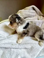 Maverick, a male Miniature Australian Shepherd for sale in Molalla, OR – Photo 3 of 3