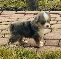 Maverick, a male Miniature Australian Shepherd for sale in Molalla, OR – Photo 1 of 5