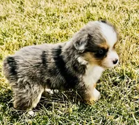 Maverick, a male Miniature Australian Shepherd for sale in Molalla, OR – Photo 4 of 5