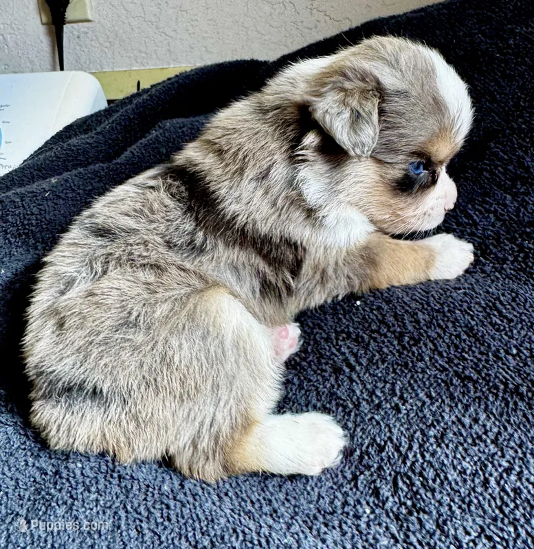 Maverick – Miniature Australian Shepherd puppy for sale in Molalla, OR