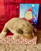 Dasher, a male Miniature Australian Shepherd for sale in Molalla, OR – Photo 2 of 2