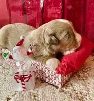 Dazzle, a female Miniature Australian Shepherd for sale in Molalla, OR – Photo 2 of 2