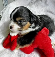 Zuki, a female Miniature American Shepherd for sale in Molalla, OR – Photo 4 of 5