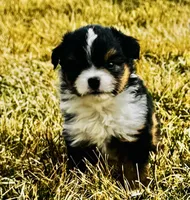 Zuki, a female Miniature American Shepherd for sale in Molalla, OR – Photo 2 of 5