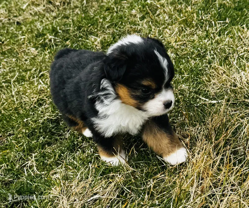 Zuki – Miniature American Shepherd puppy for sale in Molalla, OR