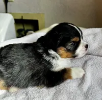 Zuki, a female Miniature American Shepherd for sale in Molalla, OR – Photo 4 of 5
