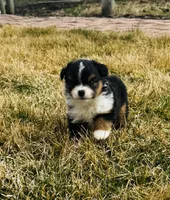 Zuki, a female Miniature American Shepherd for sale in Molalla, OR – Photo 3 of 5