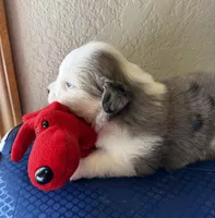 Luna, a female Miniature Australian Shepherd for sale in Molalla, OR – Photo 6 of 6