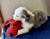 Luna, a female Miniature Australian Shepherd for sale in Molalla, OR – Photo 2 of 6