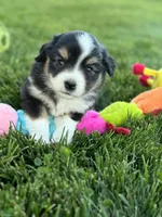Squiggle, a female Miniature Australian Shepherd for sale in Molalla, OR – Photo 2 of 7