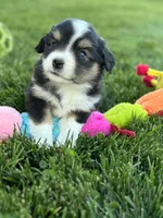Squiggle, a female Miniature Australian Shepherd for sale in Molalla, OR – Photo 3 of 7