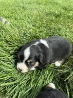 Squiggle, a female Miniature Australian Shepherd for sale in Molalla, OR – Photo 6 of 7