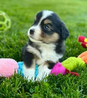 Squiggle, a female Miniature Australian Shepherd for sale in Molalla, OR – Photo 4 of 7