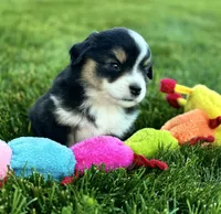Squiggle, a female Miniature Australian Shepherd for sale in Molalla, OR – Photo 7 of 7