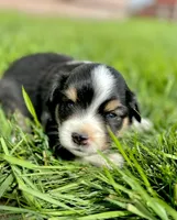 Squiggle, a female Miniature Australian Shepherd for sale in Molalla, OR – Photo 5 of 7