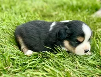Crossbow, a male Miniature Australian Shepherd for sale in Molalla, OR – Photo 6 of 6