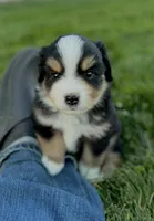 Crossbow, a male Miniature Australian Shepherd for sale in Molalla, OR – Photo 2 of 6