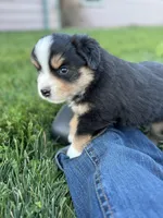 Crossbow, a male Miniature Australian Shepherd for sale in Molalla, OR – Photo 4 of 6