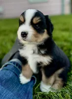 Crossbow, a male Miniature Australian Shepherd for sale in Molalla, OR – Photo 3 of 6