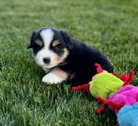 Crossbow, a male Miniature Australian Shepherd for sale in Molalla, OR – Photo 1 of 6