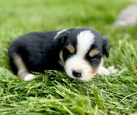 Crossbow, a male Miniature Australian Shepherd for sale in Molalla, OR – Photo 5 of 6