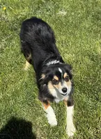 Pixie, a female Miniature Australian Shepherd for sale in Molalla, OR – Photo 3 of 5