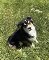 Pixie, a female Miniature Australian Shepherd for sale in Molalla, OR – Photo 4 of 5