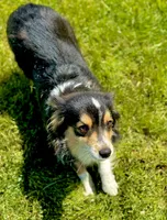 Pixie, a female Miniature Australian Shepherd for sale in Molalla, OR – Photo 5 of 5