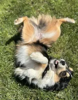 Pixie, a female Miniature Australian Shepherd for sale in Molalla, OR – Photo 2 of 5