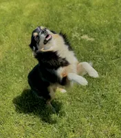 Pixie, a female Miniature Australian Shepherd for sale in Molalla, OR – Photo 1 of 5