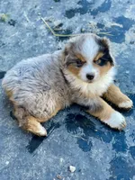 Ziggy, a male Miniature Australian Shepherd for sale in Molalla, OR – Photo 3 of 10