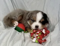 Ziggy, a male Miniature Australian Shepherd for sale in Molalla, OR – Photo 6 of 10