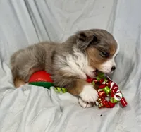 Ziggy, a male Miniature Australian Shepherd for sale in Molalla, OR – Photo 5 of 10