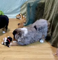 Ziggy, a male Miniature Australian Shepherd for sale in Molalla, OR – Photo 10 of 10