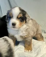 Ziggy, a male Miniature Australian Shepherd for sale in Molalla, OR – Photo 8 of 10