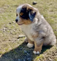 Ziggy, a male Miniature Australian Shepherd for sale in Molalla, OR – Photo 1 of 10