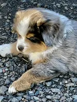 Ziggy, a male Miniature Australian Shepherd for sale in Molalla, OR – Photo 2 of 10