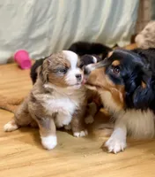 Ziggy, a male Miniature Australian Shepherd for sale in Molalla, OR – Photo 4 of 10