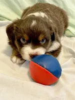 Blitzen, a male Miniature Australian Shepherd for sale in Molalla, OR – Photo 7 of 10