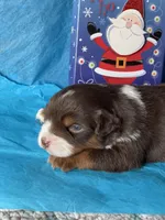 Blitzen, a male Miniature Australian Shepherd for sale in Molalla, OR – Photo 10 of 10