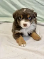 Blitzen, a male Miniature Australian Shepherd for sale in Molalla, OR – Photo 5 of 10