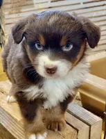 Blitzen, a male Miniature Australian Shepherd for sale in Molalla, OR – Photo 3 of 10