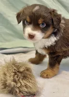 Blitzen, a male Miniature Australian Shepherd for sale in Molalla, OR – Photo 6 of 10