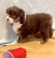 Blitzen, a male Miniature Australian Shepherd for sale in Molalla, OR – Photo 2 of 10