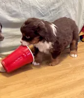 Blitzen, a male Miniature Australian Shepherd for sale in Molalla, OR – Photo 4 of 10