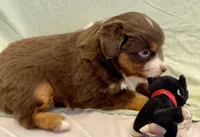 Blitzen, a male Miniature Australian Shepherd for sale in Molalla, OR – Photo 8 of 10