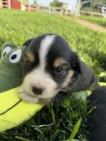 Arrow, a female Miniature Australian Shepherd for sale in Molalla, OR – Photo 5 of 5