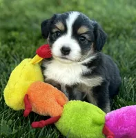 Arrow, a female Miniature Australian Shepherd for sale in Molalla, OR – Photo 1 of 5