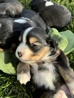 Arrow, a female Miniature Australian Shepherd for sale in Molalla, OR – Photo 4 of 5